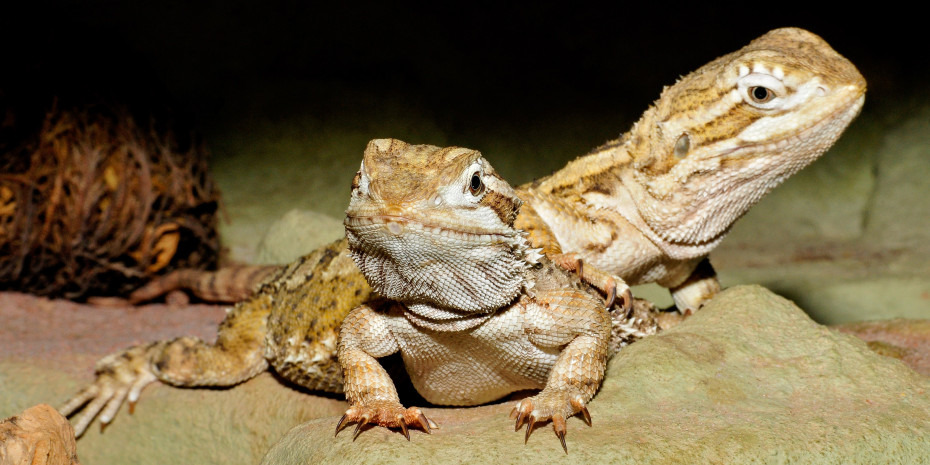 21 per cent of owners have two reptiles, here Dwarf BeardedDragons (Pogona henrylawsoni).