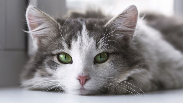 14.8 mio cats live in 23 per cent of households in Germany. Photo: Pixabay, StockSnap