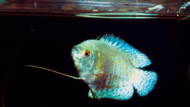 Gouramis under the spotlight