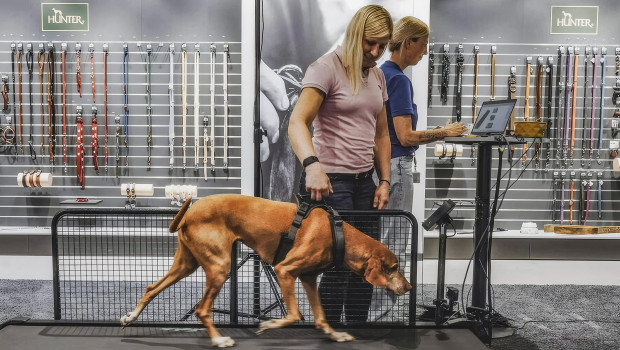 Dr Julia Vietmeier (Hunter) and Dr Kirsten Häusler (expert in gait analysis, Stuttgart) are conducting a treadmill analysis of the Maldon Y-harness at the Bielefeld site, assisted by Vizsla dog Iken (9 years old). Dr Julia Vietmeier (Hunter) and Dr Kirsten Häusler (expert in gait analysis, Stuttgart) are conducting a treadmill analysis of the Maldon Y-harness at the Bielefeld site, assisted by Vizsla dog Iken (9 years old).