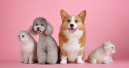 Pet care on the agenda