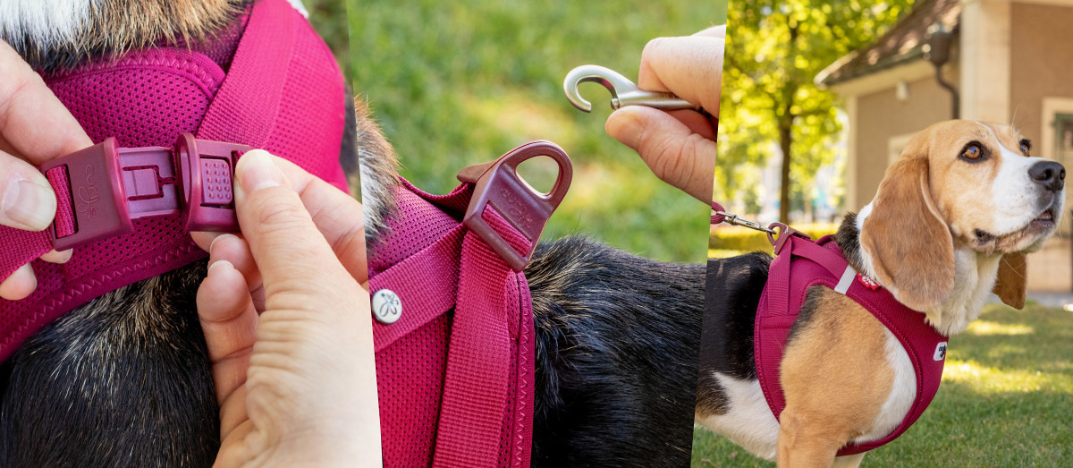 Jollyes dog hot sale harness