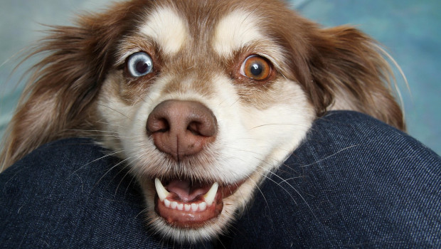 White, healthy teeth are not a given in dogs. Diseased teeth that start in the mouth often have a negative effect on the entire body.