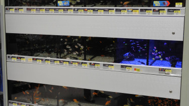 Walmart is getting out of the pet fish business.