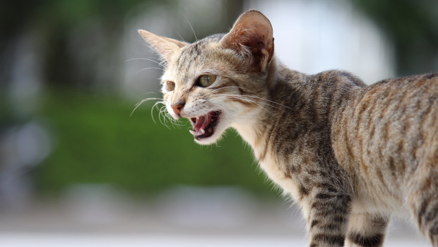 The new PET worldwide is out The new PET worldwide is out