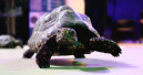 New ‘Animal Encounters’ programme