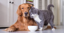 Cats and dogs during the pandemic
