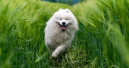 ADM shows: Animal health is a priority