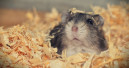 Carefresh supports six animal welfare organisations