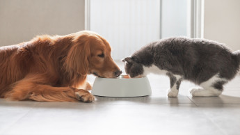 Kiwoko analyses international trends in functional pet nutrition