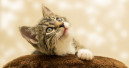 Jollyes supports cat owners