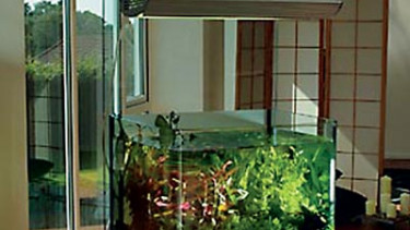 A new direction in aquarium design