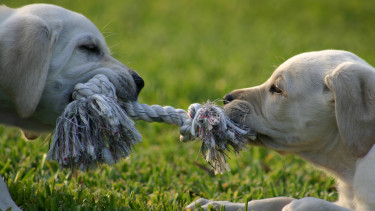 Tug of war over Zooplus