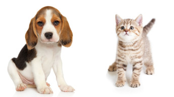 “An optimal tool to help pets”
