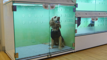 Casco Pet launches veterinary clinical housing range