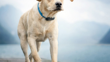 Good prospects for the pet wearable market