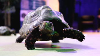 New ‘Animal Encounters’ programme