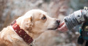 South Korea aims to double its pet market by 2027