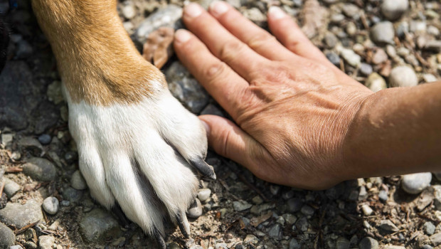 Flamingo Pet Products offers a wide range of accessories and care products for pets.&nbsp;