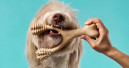 New partners for BetterBone in China, Brazil and Thailand