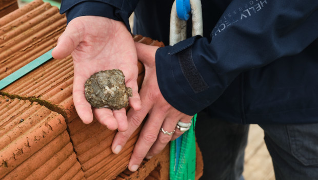 Special clay bricks will provide a habitat for four million young oysters.