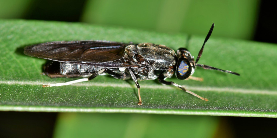 The black soldier fly (Hermetia illucens) is considered the key species for the production of pet food. 