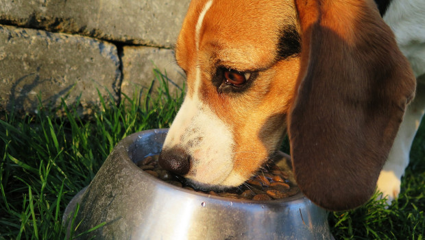 Many pet owners in the US are trying to save money when it comes to their dog or cat food.