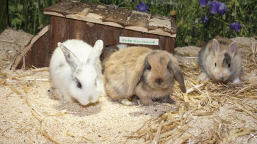 Rabbits in the UK have never been better off than today