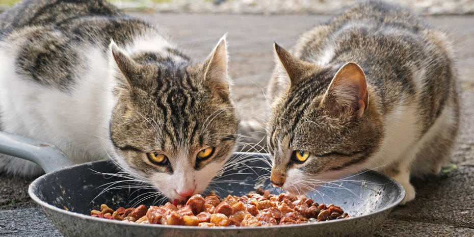 Cats do not care what brand their food is – the only thing that matters is that it tastes good and is healthy. 