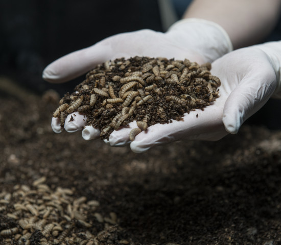 The plug-and-play insect farming factory can turn industrial amounts of organic by-products into insects.