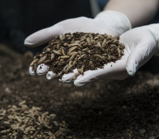 The plug-and-play insect farming factory can turn industrial amounts of organic by-products into insects. The plug-and-play insect farming factory can turn industrial amounts of organic by-products into insects.