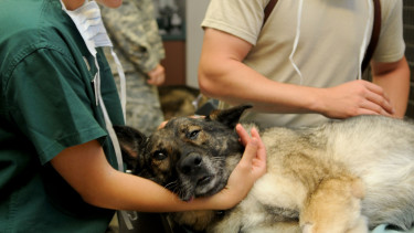 Nestlé Purina partners with IVC 