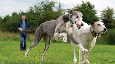 Free food for greyhound and lurcher rescue centres 