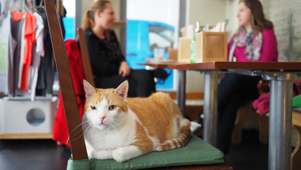 The cats in all Katzentempel cafés are now provided with Yarrah products.