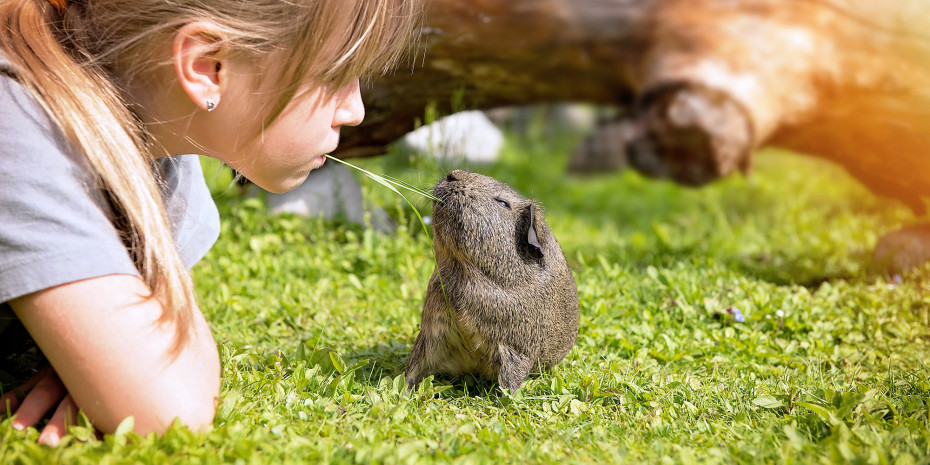 Small mammals, Photo: Pixabay, Pezibear
