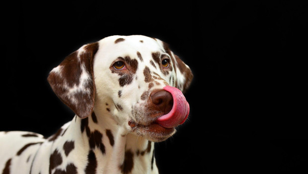 If only this Dalmatian knew that his regular pet food is jeopardised in the worst case ….