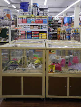 In the USA, the sale of pets in pet stores has been heavily criticised.