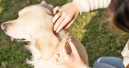 30 Years of Expertise in ­Animal Health