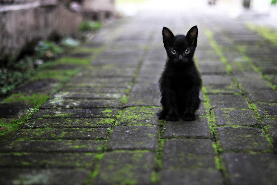 Many cats still live on the streets of Jakarta, but the trend is moving toward cats as family members with dedicated wellness routines. Many cats still live on the streets of Jakarta, but the trend is moving toward cats as family members with dedicated wellness routines.