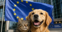EU adopts landmark rules for dogs and cats