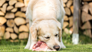 Barfing: Dutch study urges caution