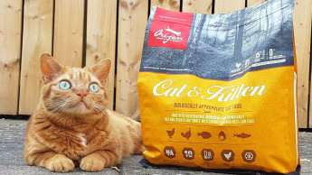 Famous cat has become Orijen’s inaugural ambassador