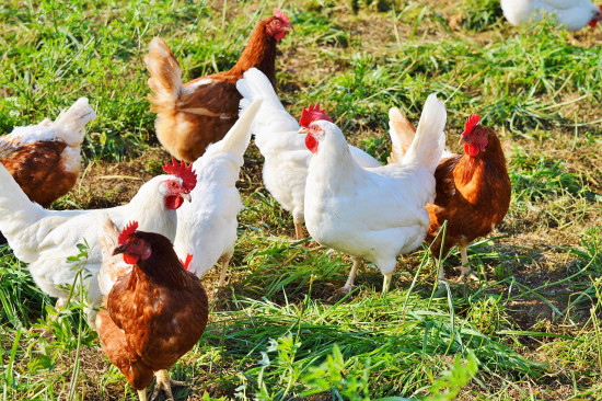 Backyard chicken farming is a new trend in the US. Backyard chicken farming is a new trend in the US.