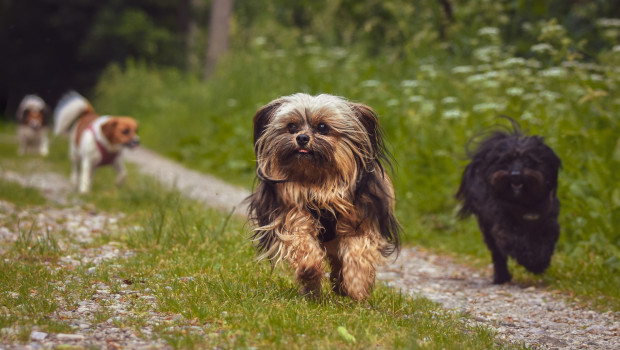 Let's go: At Edition Dog Live, more than 200 exhibitors will be showcasing their products and services relating to dog health, nutrition, wellbeing, training and responsible dog ownership.