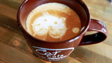 We’re in a cat café boom