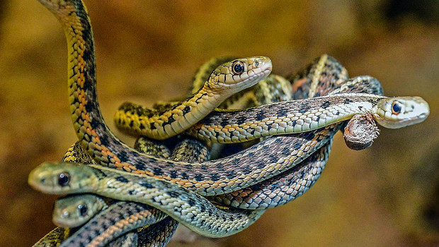 The discussion about positive lists usually focuses on so-called exotic species, in this case the ribbon snake.