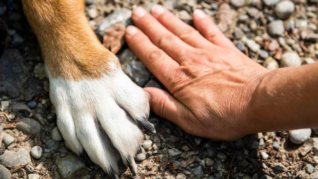 Mars' long-standing commitment to promoting the well-being of pets and the benefits of the pet-owner relationship is also behind the new partnership.