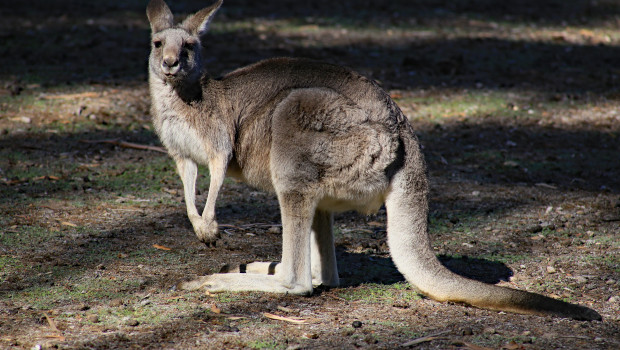 Pet food manufacturers’ options for providing kangaroo protein in their products have grown dramatically.
