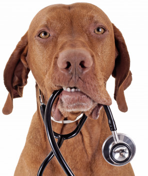The recovery in the pet medication market is continuing for the second year in succession. Photo: Quasarphoto, Fotolia