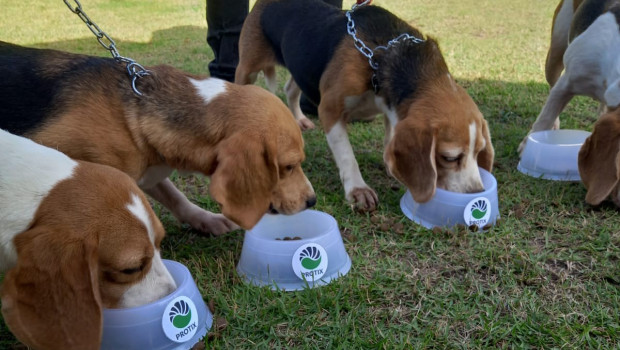 Eight female beagles were the test consumers for the study.